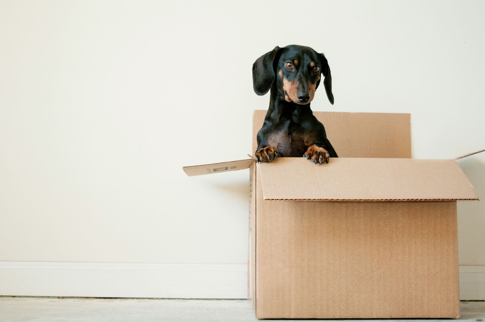 Dachshund in a moving box, dog popping out of a box